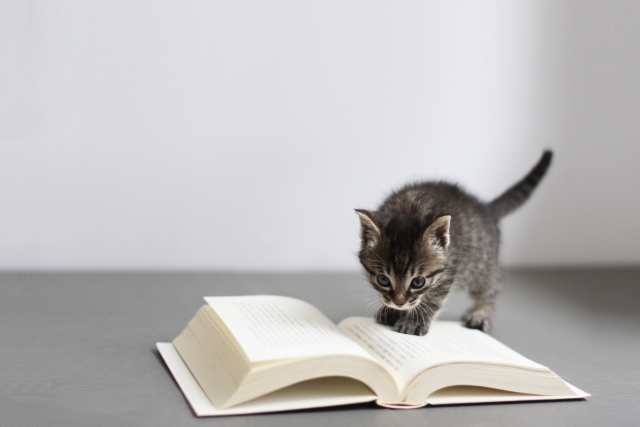 読書するネコ